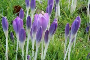 crocuses