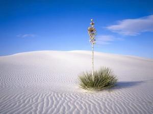DesertOasis
