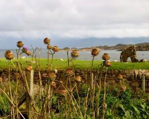 Iona2