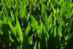 grassblades