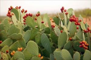 SonoranDesert