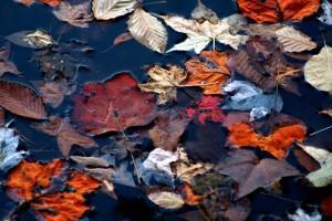 Autumn-leaves-water