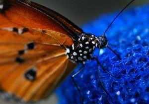 philippines_nature_04