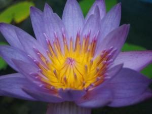 Blue_Lotus