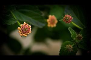flowerbuds