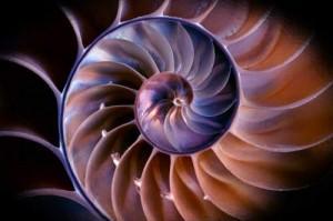 nautilus