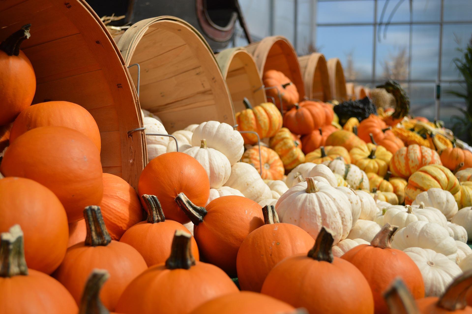 pumpkins