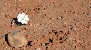 desert-flower