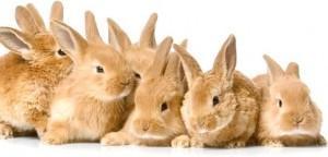 easter_bunnies