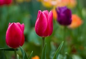 Tulips