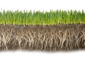 grassroots