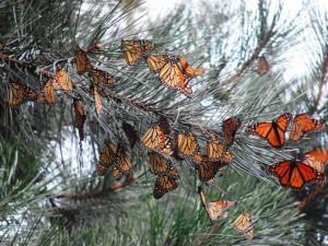Butterfly3