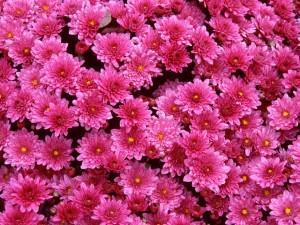 group-flowers