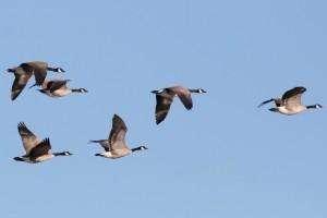 canada-geese-v-formation